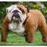 BrutusBulldog