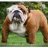 BrutusBulldog